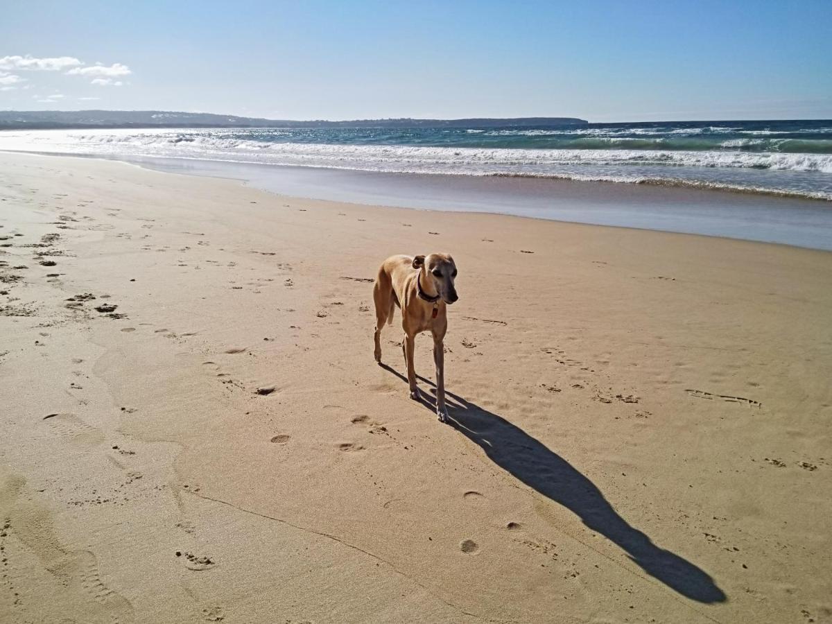 Beachcomber - Pet Friendly Merimbula Exterior foto